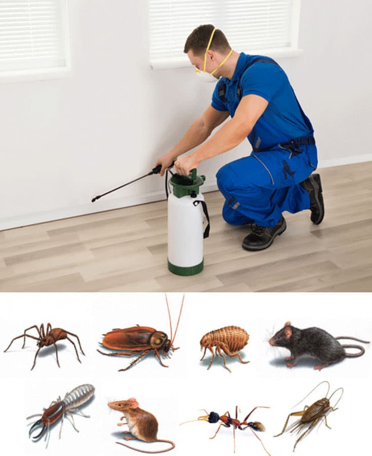 Pest Control Services: Keeping Your Property Pest-Free