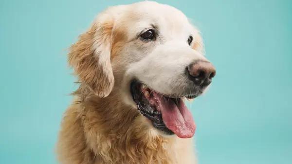 Understanding Copperhead Bites in Dogs: A Personal Perspective